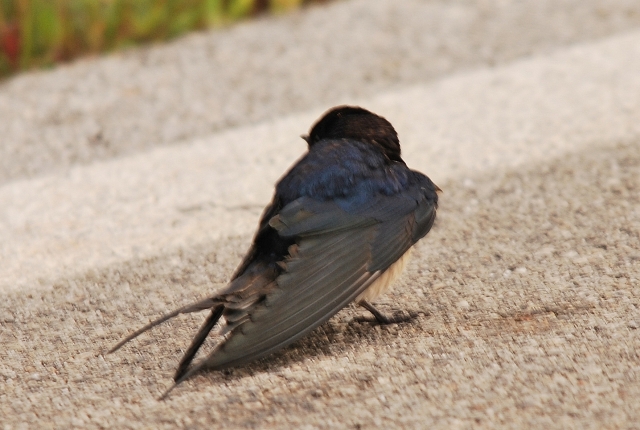 Rondini stanchissime